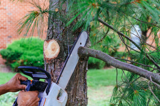 Best Tree Risk Assessment  in Lyons, KS